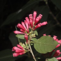 Cestrum elegans (Brongn. ex Neumann) Schltdl.